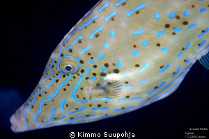 Scrawled Filefish at night by Kimmo Suupohja 